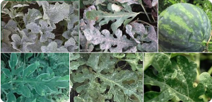 A recessive gene Cmpmr2F confers powdery mildew resistance in melon (Cucumis melo L.)