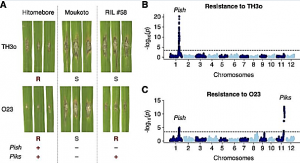 Disentangling the complex gene interaction networks between rice and the blast fungus identifies a new pathogen effector