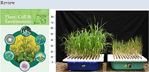 Molecular mechanisms and genetic improvement of low-phosphorus tolerance in rice