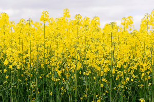 Novel gene loci associated with susceptibility or cryptic quantitative resistance to Pyrenopeziza brassicae in Brassica napus