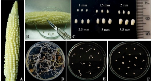 GWAS across multiple environments and WGCNA suggest the involvement of ZmARF23 in embryonic callus induction from immature maize embryos