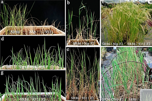Identification of Salt Tolerance Related Candidate Genes in "Sea Rice 86" at the Seedling and Reproductive Stages Using QTL-Seq and BSA-Seq