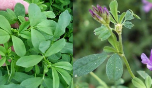 Identification of genetic loci associated with five agronomic traits in alfalfa using multi-environment trials