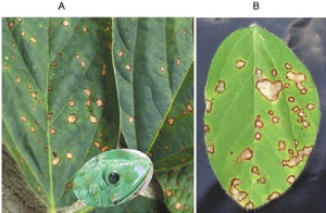 Genome-wide association analysis of resistance to frogeye leaf spot China race 7 in soybean based on high-throughput sequencing