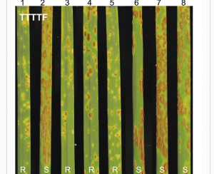 High-resolution mapping of SrTm4, a recessive resistance gene to wheat stem rust