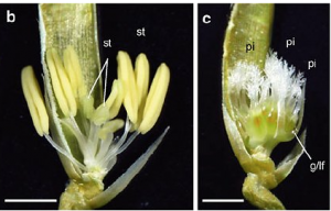 Genetic Research Progress: Heat Tolerance in Rice