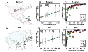 Environmental context of phenotypic plasticity in flowering time in sorghum and rice