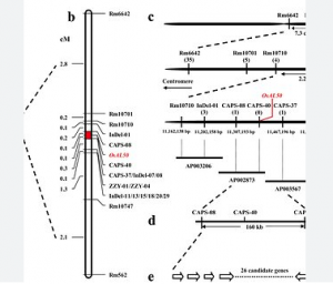 Fine mapping and identification of a novel albino gene OsAL50 that is required for chlorophyll biosynthesis and chloroplast development in rice (Oryza sativa L.)