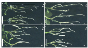 Splicing defect of StDRO2 intron 1 promotes potato root growth by disturbing auxin transport to adapt to drought stress