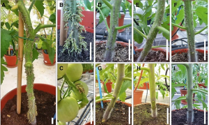 Genes involved in auxin biosynthesis, transport and signalling underlie the extreme adventitious root phenotype of the tomato aer mutant