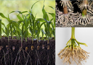 Root-exuded specialized metabolites reduce arsenic toxicity in maizeRoot-exuded specialized metabolites reduce arsenic toxicity in maize