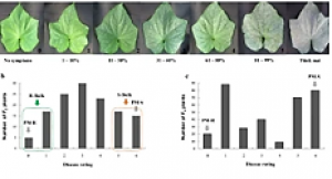 Mapping and identification of CsSh5.1, a gene encoding a xyloglucan galactosyltransferase required for hypocotyl elongation in cucumber (Cucumis sativus L.)