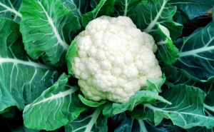 Genome-wide association study and selective sweep analysis uncover candidate genes controlling curd branch length in cauliflower