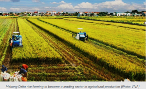 Advancing sustainable rice production in the Vietnamese Mekong Delta insights from ecological farming systems in An Giang Province