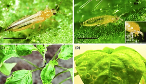 Fine mapping of a thrips resistance QTL in Capsicum and the role of diterpene glycosides in the underlying mechanism