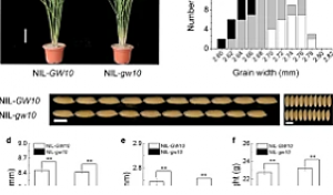 GW10, a member of P450 subfamily regulates grain size and grain number in rice