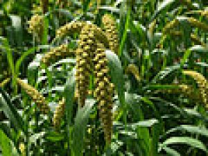 The bHLH transcription factor PPLS1 regulates the color of pulvinus and leaf sheath in foxtail millet (Setaria italica)
