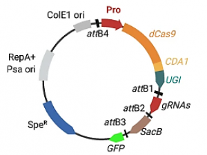 Efficient CRISPR-Cas9 based cytosine base editors for phytopathogenic bacteria