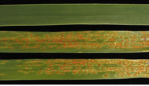 Mapping and characterization of a novel adult-plant leaf rust resistance gene LrYang16G216 via bulked segregant analysis and conventional linkage method