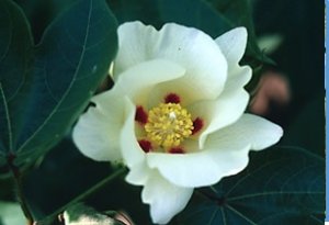 QTL controlling fiber quality traits under salt stress in upland cotton (Gossypium hirsutum L.)