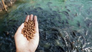 India`s Aqua-feed Sector Can Benefit From GM Crops