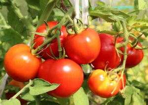 Israeli Researchers Develop Gene-edited Tomatoes that Consume Less Water