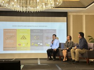 Philippines Advances to the Third Decade of Yellow Corn Production