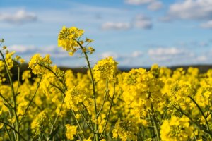 Do confined field trials add value for the environment risk assessment of genetically modified Brassica napus L. in Japan?