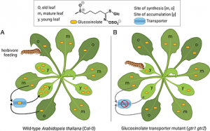 Plants protect themselves from herbivores by optimizing the distribution of chemical defenses