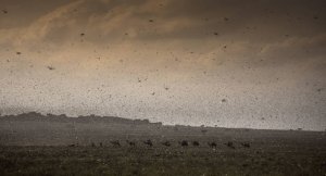 Massive, border-spanning campaign needed to combat locust upsurge in East Africa