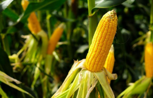 Genome-wide analysis of deletions in maize population reveals abundant genetic diversity and functional impact