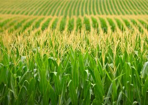 VIB Submits Application for New Field Trials of GM Maize