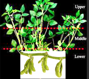 Identification and molecular mapping of a major quantitative trait locus underlying branch angle in soybean