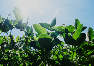 APHIS Releases Regulatory Status Review of Four Modified Plants