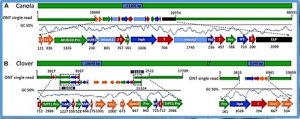 Rapid and Detailed Characterization of Transgene Insertion Sites in Genetically Modified Plants via Nanopore Sequencing