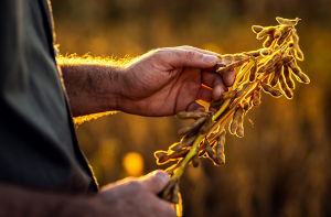 Genetics Expert Outlines Lessons in Biotech Regulations