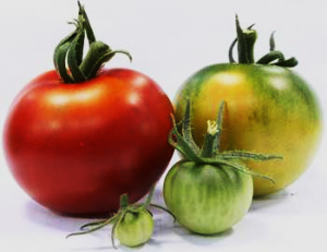Overexpression of the persimmon ABA receptor DkPYL3 gene alters fruit development and ripening in transgenic tomato