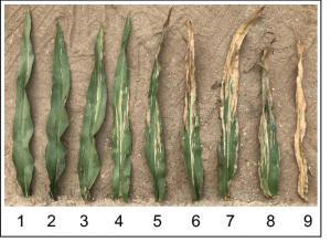 Intercontinental trials reveal stable QTL for Northern corn leaf blight resistance in Europe and in Brazil