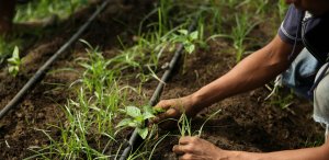 Recovery, reactivation and resilience: Confronting COVID-19 in Latin America and the Caribbean