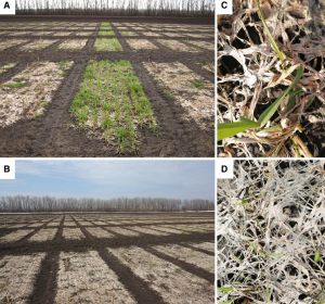 Snow mold of winter cereals: a complex disease and a challenge for resistance breeding