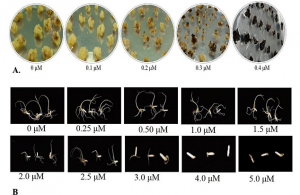 Employing template directed CRISPR-based editing of the OsALS gene to create herbicide tolerance in Basmati rice 
