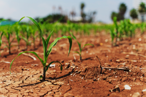 Study Reveals Linkages Between Crop Biotech and Climate Change Mitigation