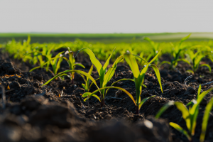 Gene-edited Soil Bacteria Could Provide More Nitrogen for Corn