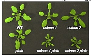Arabidopsis ACINUS is O-glycosylated andregulates transcription and alternative splicingof regulators of reproductive transitions