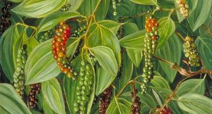 The chloroplast genome of black pepper ( Piper nigrum L.) and its comparative analysis with related Piper species