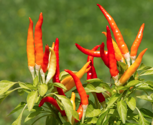 Molecular mapping of the broad bean wilt virus 2 resistance locus bwvr in Capsicum annuum using BSR-seq