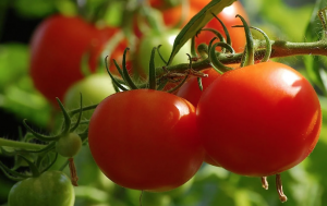 Key transcription factors regulate fruit ripening and metabolite accumulation in tomato