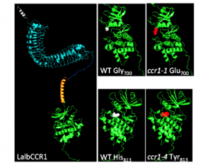 The white lupin CCR1 receptor-like kinase controls systemic Autoregulation of Cluster Root and Nodule Development