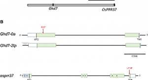 Artificial selection in the expansion of rice cultivation
