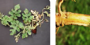 Comparative genomic prediction of resistance to Fusarium wilt (Fusarium oxysporum f. sp. niveum race 2) in watermelon: parametric and nonparametric approaches